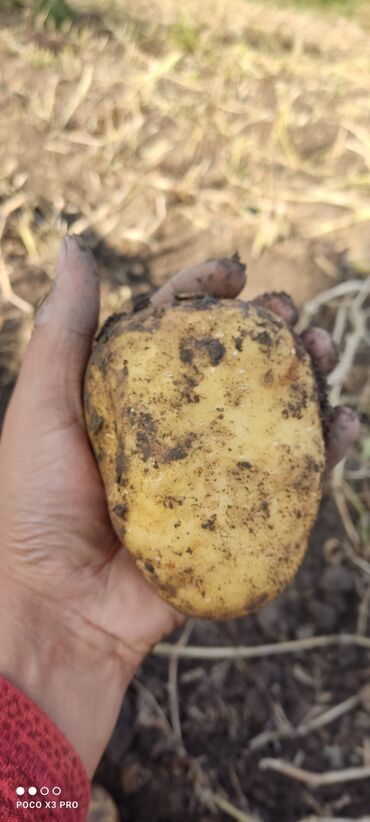 оптом тетради: Продается картошка сорт Джелли 2021года сертификат имеется, без