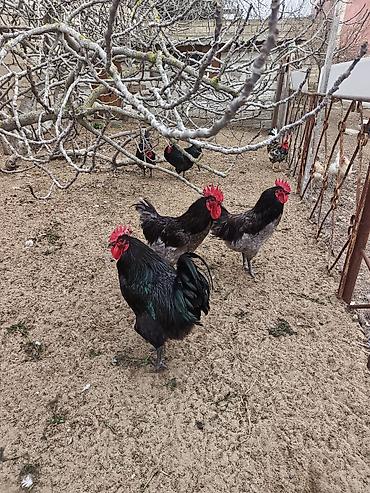 Xoruzlar: Məhsul: Safqan xoruzlar Təsvir:Təmiz qan Alman astralop cins — 6