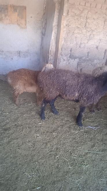 Бараны, овцы: Продаю | Овца (самка) | Для разведения | Ярка — 8