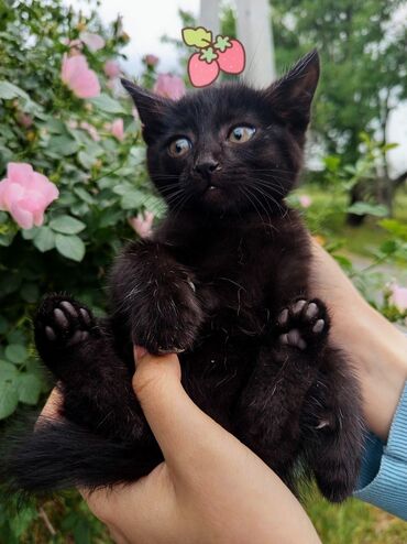Отдам даром кошку: Кошка даром: Беспородная, 2 месяца, Девочка