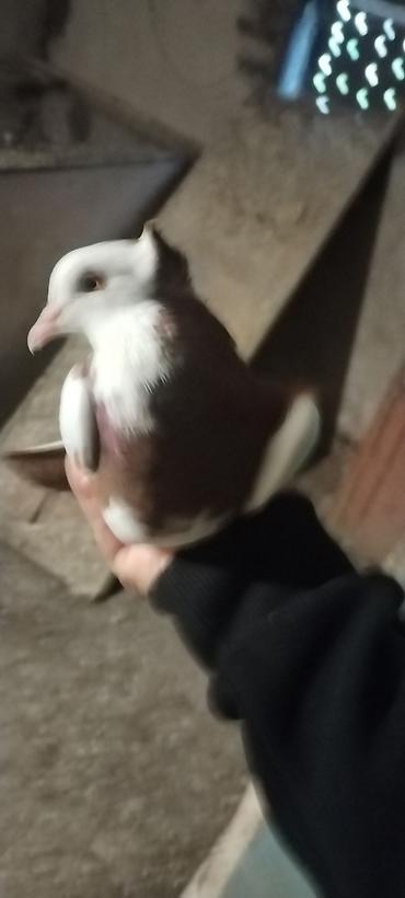 xala bala: Qirmizi boyun qoşa kekil erkey 20 manat. Qirmizi ag qanat ag bas maya — 5