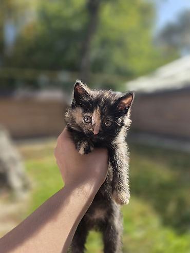 scottish fold: Котята, окрасы: черепаховый (чёрный с рыжими/кремовыми отметинами) и — 1