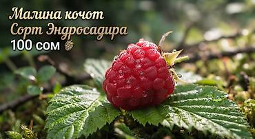 Малина саженец — сорт «Эндросадира» - Тип: кустовая малина