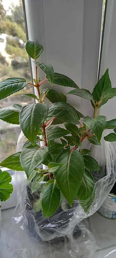 nokia yarpaq: Satılır: otaq gülləri kolleksiyası - Sardunya (Pelargonium) – bir — 6