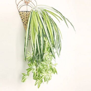 искуственные растения: Искусственный Хлорофитум - оригинальное растение, похожее на зеленый