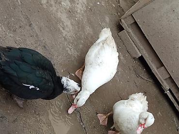 Ördəklər: Kom şeklinde SATLİR Erkey 2 denedi 10 dişi di tecılı satlir erkeyler — 10