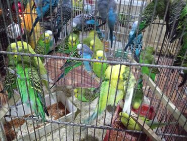 Yemlər: Quş yemləri 1-azn Qırmızı darı topdan 1azn Pərakəndə 1,50azn 1-kq — 22