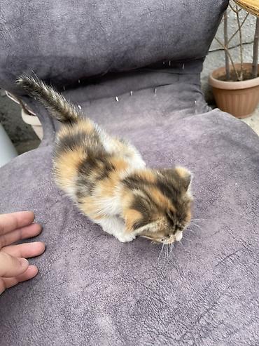 скотский рынок: Котята шотландские вислоухие и прямоухие, домашнего выращивания. - — 2