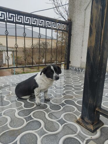 İtlər: Zvonok, 8 ay, Dişi — 8