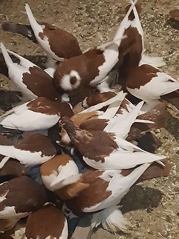 Pişiklər: Pişiklər -da lalafo.az — 12 Pişiklər: Pişiklər — 12