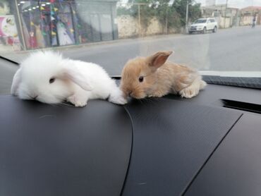 bmw 1 серия 116i at: Holland lop cınsı.1 ededı 15 manat