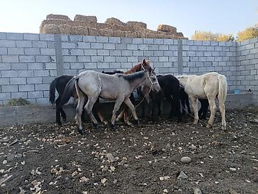 коня: Продаю | Конь (самец) | Для разведения — 6