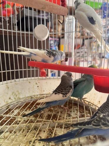 it qefes: Məhsul: Dalmatin naxışlı və mavi tonlarda müxtəlif rəng kombinlərində