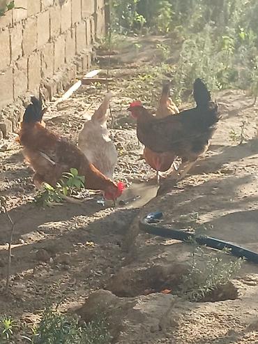 Toyuq, Yumurtalıq, Ünvandan götürmə