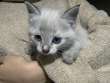 Мышыктар сатылат: Отдам в хорошие руки!! Девочка, очень красивый котенок Если есть — 2