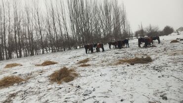 акамулятор б у: Уйго жардамчы керек мал карашканга жумуш оор деле эмес