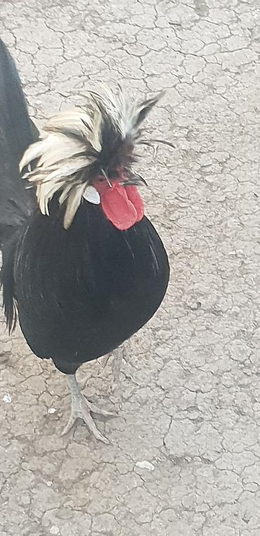 Toyuqlar: Toyuq, Damazlıq — 2