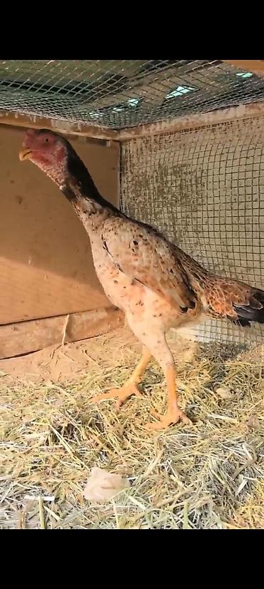 Куры, петухи: Продаю | Куры | Бойцовая | Для разведения — 5