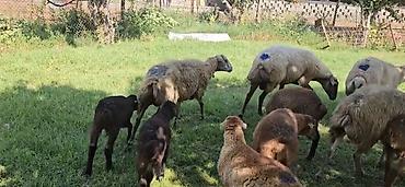 Qoyunlar, qoçlar: Dişi, il: 1, Damazlıq, Pulsuz çatdırılma — 8