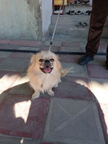 хаски щенки цена бишкек: Pekines, 1 il, Erkek