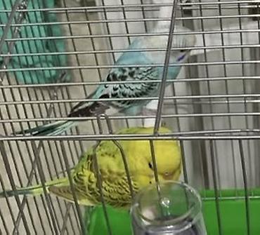 Птицы: 🦜💛 Продаются два волнистых попугайчика вместе с клетками Красивые — 3