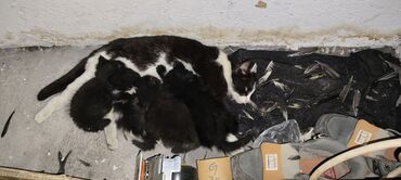 где можно переночевать в бишкеке бесплатно: Котята. Отдам даром, пожалуйста заберите их. Четыре котенка. На