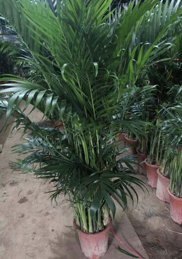 Другие комнатные растения: Пальмы,ДраценыКофейные деревья, и тд. Растения для интерьера — 6