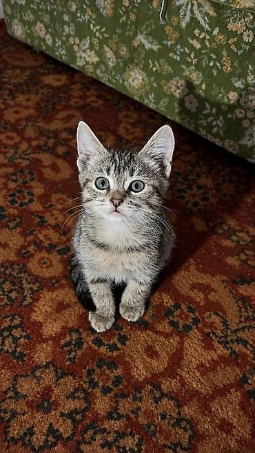 Кошки: Кошка даром: Беспородная, 2 месяца, Мальчик, Приучена к лотку — 1