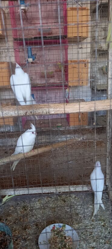 Tutuquşları: Son 2 eded qalib biri boyukdur biri balaca telesin 65 azn — 12