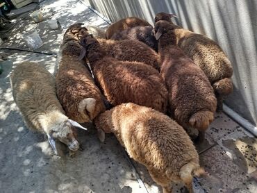 Quzu: Quzu, Erkək, Qala, ay: 5, 1 kq, Damazlıq, Ünvandan götürmə