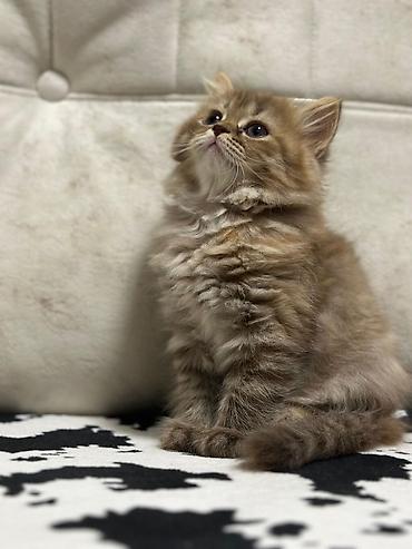 Pişiklər: Britan — 7