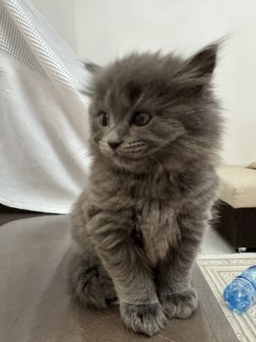 Отдам даром кошку: 3 месяца, Мальчик, Приучена к лотку