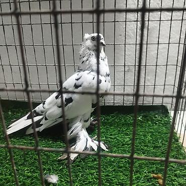 Другие с/х животные: Породистые декоративные голуби. Описание: - Порода — 31