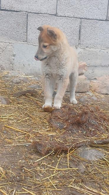 Продажа собак: Щенки Заподносибирской лайки, крепкие, с плотной шерстью, стоячими — 11