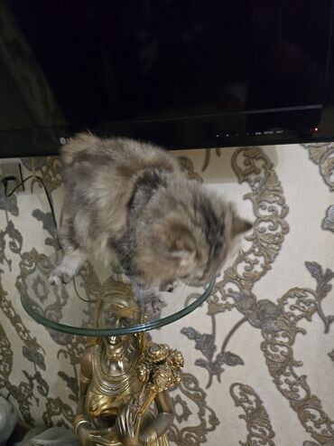 Pişiklər: Şinşilla, Dişi, Ünvandan götürmə — 7