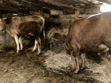 Inəklər, öküzlər: Erkək, il: 1, 100120 kq, Damazlıq, Ətlik, Ünvandan götürmə — 16