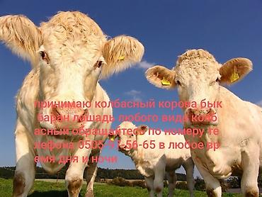 куплю каров: Колбасный цех : Коровы, быки, | Круглосуточно — 1