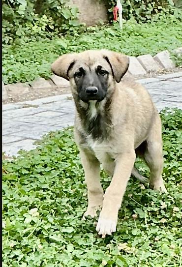 кошка золотая шиншила: Собака даром: Дворняжка, 3 месяца, Самец — 3
