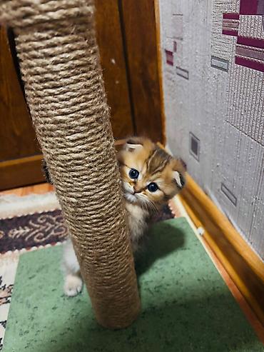 Pişiklər: Şotland — 2