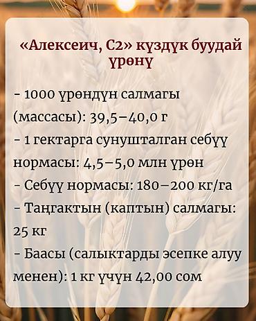 Үй жана бакча: Озимая пшеница «Алексеич, С2» — семенной материал собственного — 2