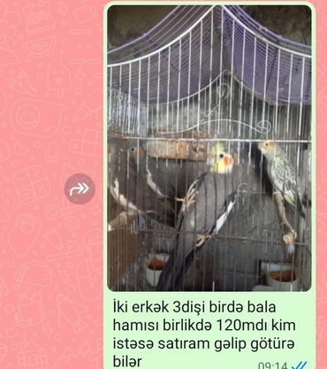 geref quşu: Tutuquşları