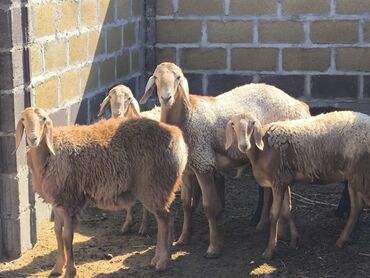 сколько стоит собака породы корги: Продаю | Баран (самец) | Арашан | Для разведения | Племенные