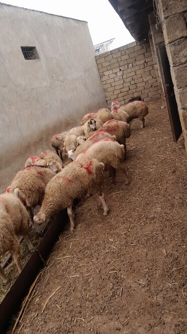 Qoyunlar, qoçlar: Erkək, il: 7, 55 kq, Ətlik, Ünvandan götürmə — 7