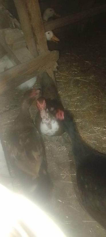 K/t heyvanları və malları: Erkək, | Lal ördək, Damazlıq — 2