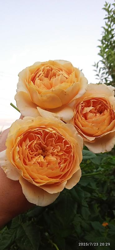 клевер купить: Саженцы Самовывоз — 6