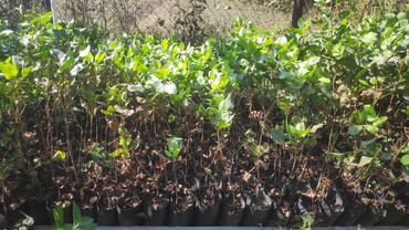 dəmir dam örtükləri: Püstə tingləri
1- illikdir
Boyları 20-50sm

Ünvan: Ağstafa