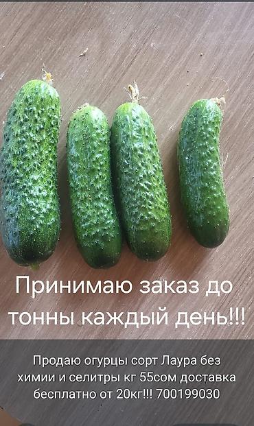 диваны цены: Огурцы Оптом — 2