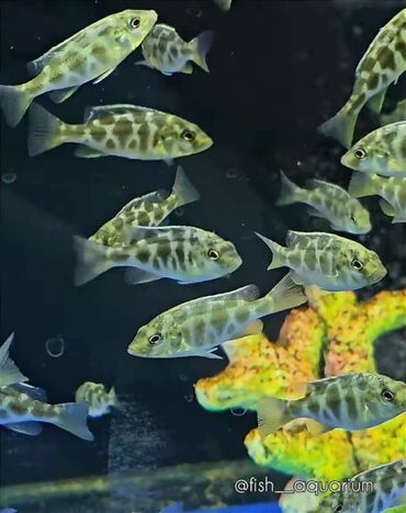 аквариумные рыбки в бишкеке: Рыбки более 40 видов. Аквариумные рыбки. Рыба бишкек. Балык. Алтын