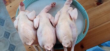клетки для попугаев: Təmizlənmiş toyuqlar