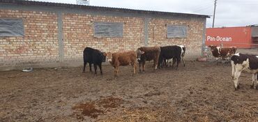 пастух ферма: Талап кылынат Чабан, Төлөм Күн сайын